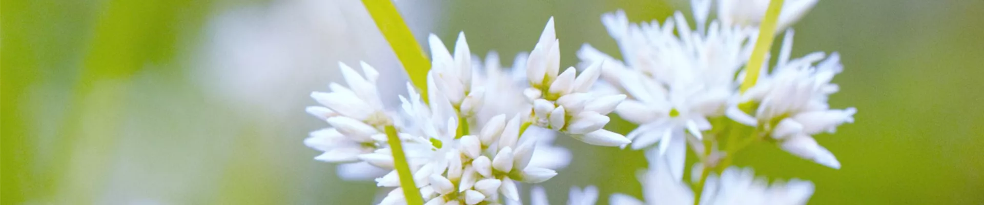 Schnee Marbel - Einpflanzen im Garten (Thumbnail)