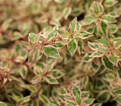 Abelia grandiflora 'Kaleidoscope'(s)