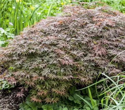 Acer palmatum 'Dissectum Garnet'