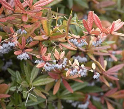 Berberis julianae