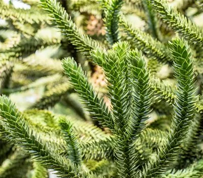 Araucaria araucana