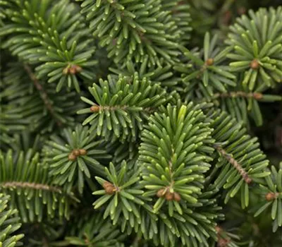 Abies balsamea 'Nana'