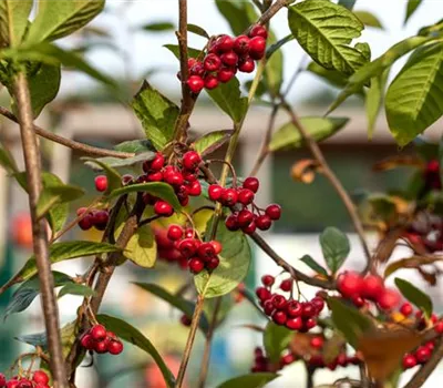 Cotoneaster franchetii