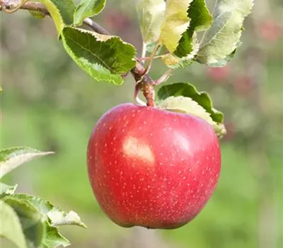 Malus domestica 'Alkmene'