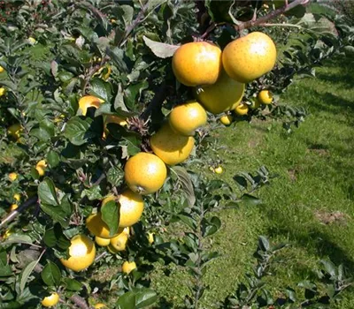Malus domestica 'Ananas-Renette'