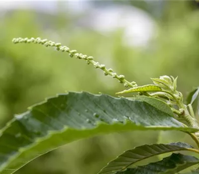 Castanea sativa 'Bouche de Bétizac'