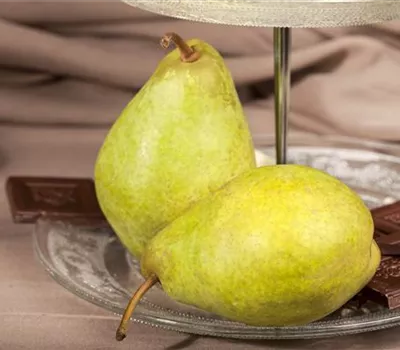 Pyrus communis 'Condo'