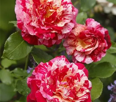 Rosa 'Abracadabra'®
