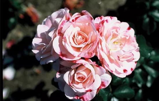 Strauchrose 'Rosenstadt Freising'® Strauchrose 'Rosenstadt Freising'®