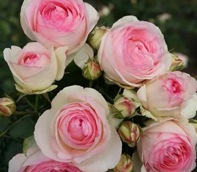 Rosa 'Eden Rose 85'®