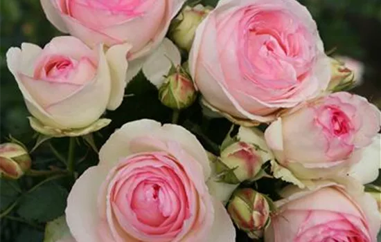 Strauchrose 'Eden Rose 85'®