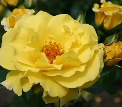 Rosa 'Lichtkönigin Lucia'®
