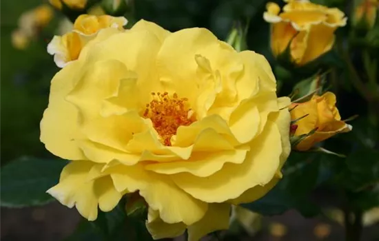 Strauchrose 'Lichtkönigin Lucia'® Strauchrose 'Lichtkönigin Lucia'®