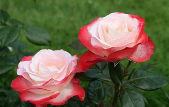 Edelrose 'Nostalgie'® Edelrose 'Nostalgie'®