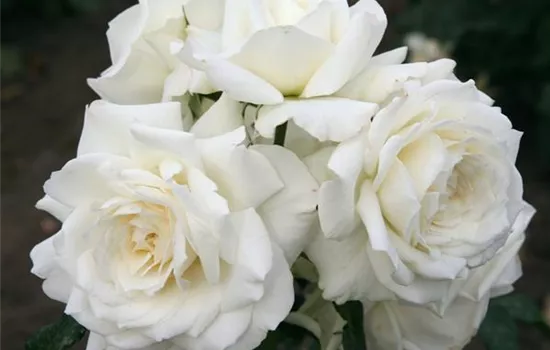 Kletterrose 'Alaska'® Kletterrose 'Alaska'®