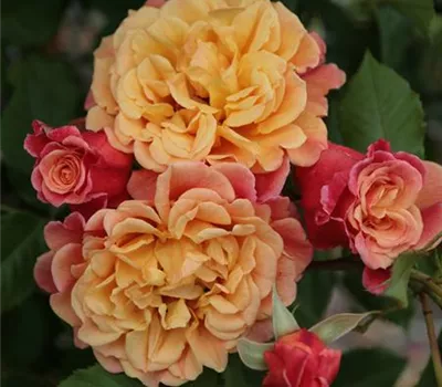 Rosa 'Aloha'®