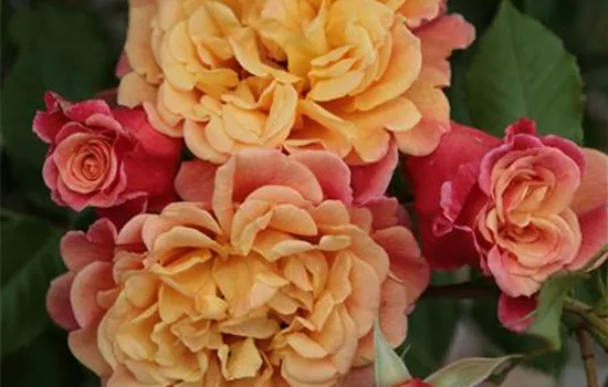 Kletterrose 'Aloha'® Kletterrose 'Aloha'®
