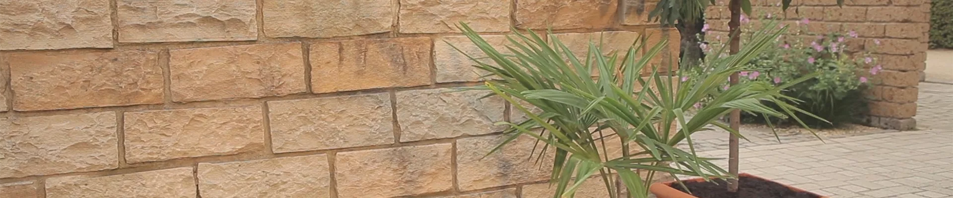 Chinesische Hanfpalme - Einpflanzen in ein Gefäß (thumbnail)