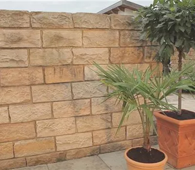 Chinesische Hanfpalme - Einpflanzen in ein Gefäß