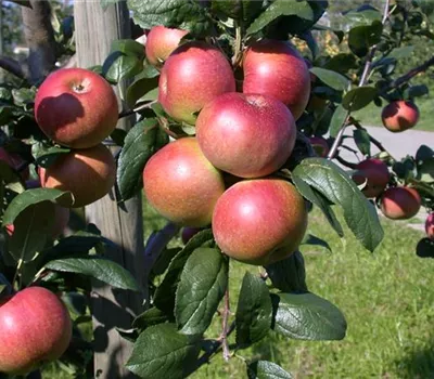 Malus domestica 'Baumanns Renette'
