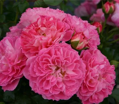 Rosa 'Charmant'®