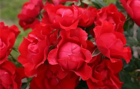 Beetrose 'Black Forest Rose'® Beetrose 'Black Forest Rose'®
