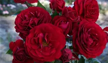 Beetrose 'Bordeaux'®