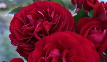 Beetrose 'Bordeaux'®