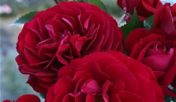 Beetrose 'Bordeaux'®