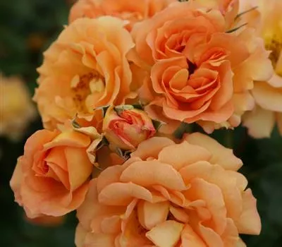 Rosa 'Bentheimer Gold'®