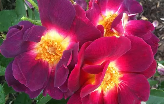 Bodendeckerrose 'Weg der Sinne'® Bodendeckerrose 'Weg der Sinne'®