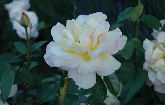 Edelrose 'Gloria Dei / Peace' Edelrose 'Gloria Dei / Peace'