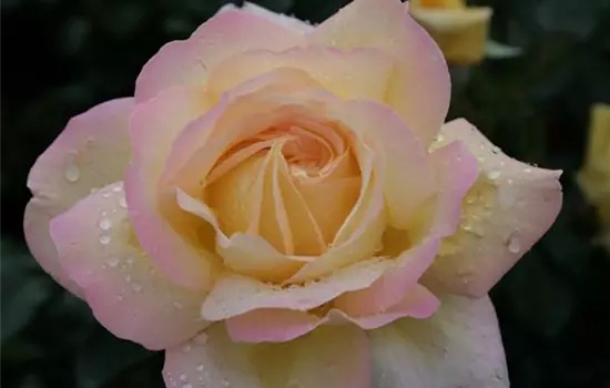 Edelrose 'Gloria Dei / Peace'