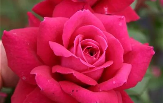Edelrose 'Bellevue'® Edelrose 'Bellevue'®
