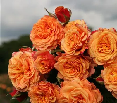 Rosa 'La Villa Cotta'®