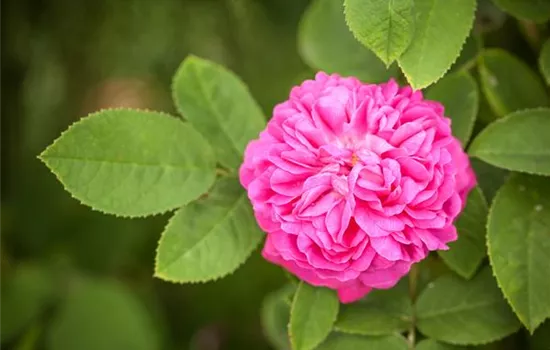 Strauchrose 'Rose de Resht'