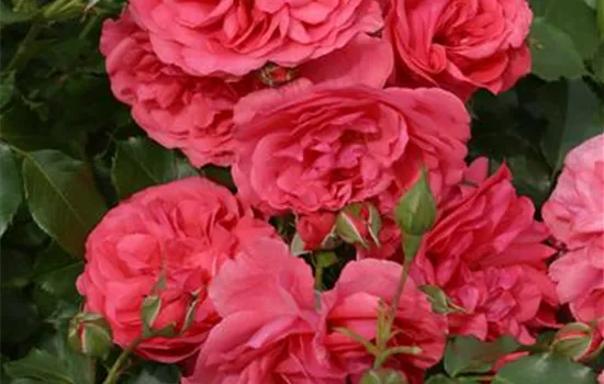 Kletterrose 'Rosarium Uetersen'® Kletterrose 'Rosarium Uetersen'®