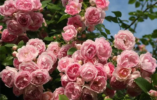 Kletterrose 'Jasmina'® Kletterrose 'Jasmina'®