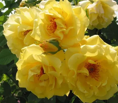 Rosa 'Golden Gate'®