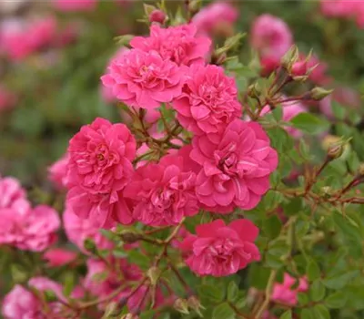 Rosa 'Knirps'®