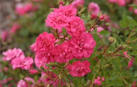 Bodendeckerrrose 'Knirps'® Bodendeckerrrose 'Knirps'®