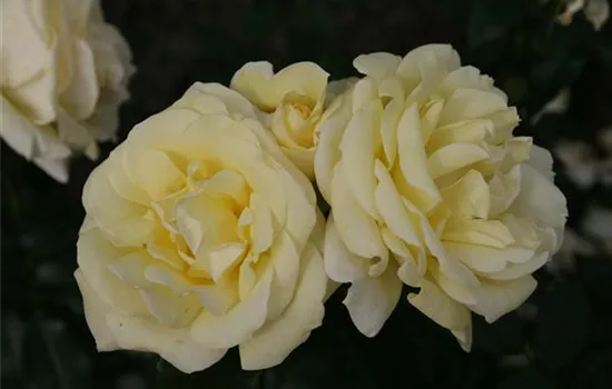 Edelrose 'Limona'® Edelrose 'Limona'®