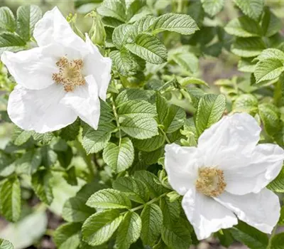 Rosa rugosa 'Alba'