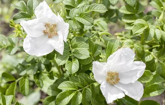 Weiße Apfelrose 'Alba' Weiße Apfelrose 'Alba'