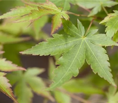 Acer palmatum 'Sangokaku'