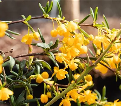 Berberis stenophylla