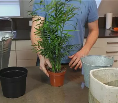 Chinesische Bergpalme - Einpflanzen in ein Gefäß