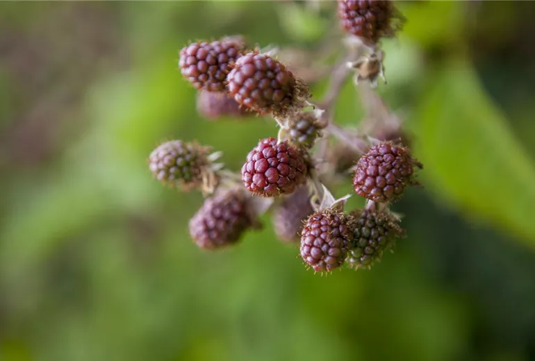 Rubus fruticosus