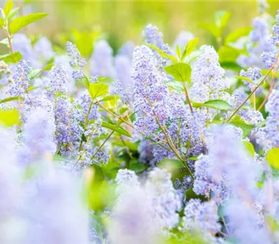 Ceanothus delilianus 'Gloire de Versailles'