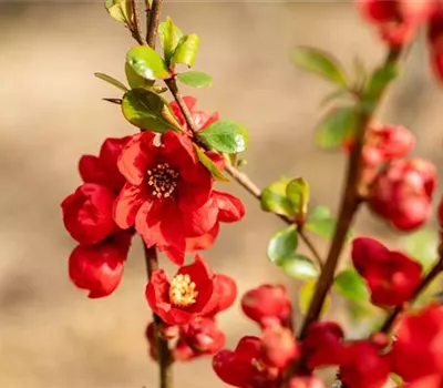 Chaenomeles x superba 'Nicoline'